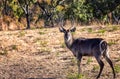 Waterbuck Kobus ellipsiprymnus Royalty Free Stock Photo