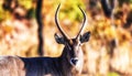 Waterbuck Kobus ellipsiprymnus Royalty Free Stock Photo