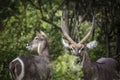 Waterbuck in Kruger National park, South Africa Royalty Free Stock Photo