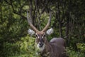 Waterbuck in Kruger National park, South Africa Royalty Free Stock Photo