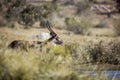 Waterbuck in Kruger National park, South Africa Royalty Free Stock Photo