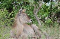 Waterbuck, Kruger National Park, South Africa Royalty Free Stock Photo