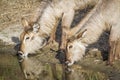 Waterbuck in Kruger National park, South Africa Royalty Free Stock Photo