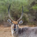 Waterbuck in Kruger National park, South Africa Royalty Free Stock Photo