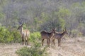 Waterbuck in Kruger National park, South Africa