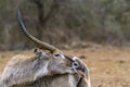 Waterbuck in Kruger National park, South Africa Royalty Free Stock Photo