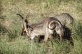 Waterbuck in Kruger National park