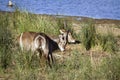 Waterbuck in Kruger National park