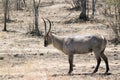 Waterbuck in Kruger National park