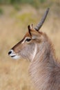 Waterbuck, Kruger Park, South Africa