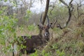 Waterbuck in Lake Mburo National Park