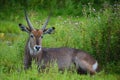 The waterbuck is a large antelope found widely in sub-Saharan Africa.