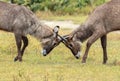 Two young Waterbucks mock fighting Royalty Free Stock Photo