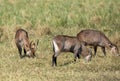 Waterbucks grazing in Savanah Grassland of Masai Mara, Kenya