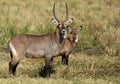 Waterbucks in Savanah Grassland of Masai Mara. Kenya