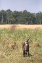 Waterbucks in Savanah Grassland of Masai Mara. Kenya