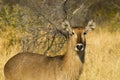 Waterbuck