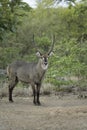 Waterbuck-Male Royalty Free Stock Photo