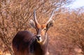 Waterbuck male close up in long grass. Etosha National Park, Namibia.