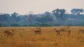 Waterbuck male in grass National Park