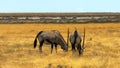 Waterbuck male in grass National Park