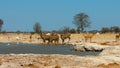 Waterbuck male in grass National Park