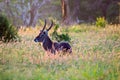 Waterbuck male, Kobus ellipsiprymnus