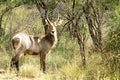 Waterbuck male with long horns in Kruger National Park. South Africa. Royalty Free Stock Photo