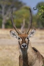 Waterbuck male ram Kobus ellipsiprymnus head profile with horns