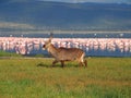 Waterbuck Nakuru