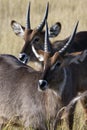 Waterbuck in the Okavango Delta in Botswana Royalty Free Stock Photo