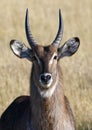 Waterbuck - Okavango Delta - Botswana Royalty Free Stock Photo