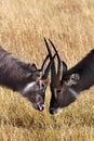 Waterbuck - Okavango Delta - Botswana Royalty Free Stock Photo
