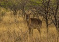 A waterbuck with one horn under a thorn tree Royalty Free Stock Photo