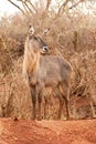 Waterbuck Portrait