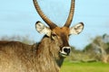 Waterbuck Portrait Royalty Free Stock Photo