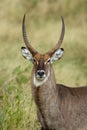 Waterbuck portrait