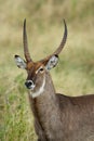 Waterbuck portrait Royalty Free Stock Photo