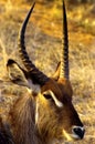 Waterbuck Portrait  10303 Royalty Free Stock Photo