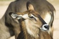 Waterbuck portrait Royalty Free Stock Photo