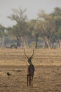 Waterbuck portrait