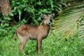 Waterbuck portrait in National park of Kenya Royalty Free Stock Photo