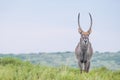 Waterbuck portrait, standing on a mountain