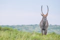 Waterbuck portrait, standing on a mountain Royalty Free Stock Photo
