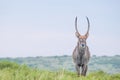 Waterbuck portrait, standing on a mountain Royalty Free Stock Photo