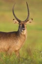 Waterbuck