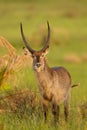 Waterbuck