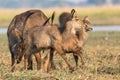 Waterbuck pushing newborns with horns