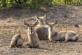 Waterbuck resting in Kruger NP Royalty Free Stock Photo