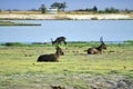 Waterbuck on the riverbank